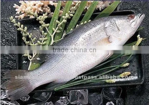 Vietnam High Quality Edible Sea Bass