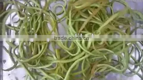 High-Rate Fruit Orange Peeling Machine, Apple Peeling Machine