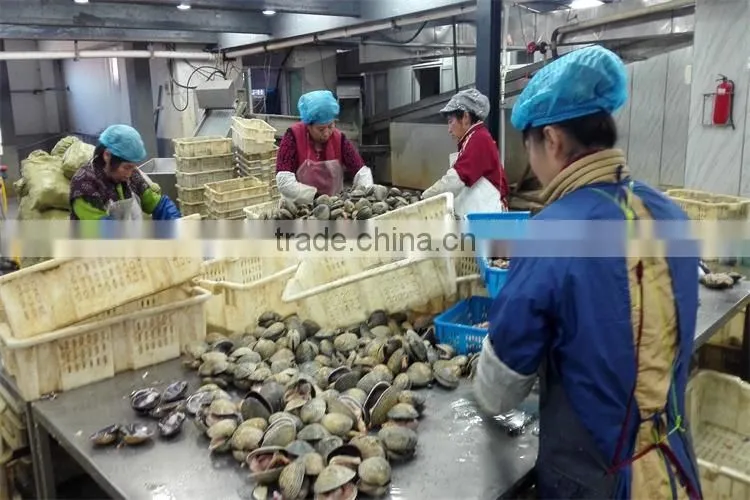 fresh frozen half shell large size clam with good quality