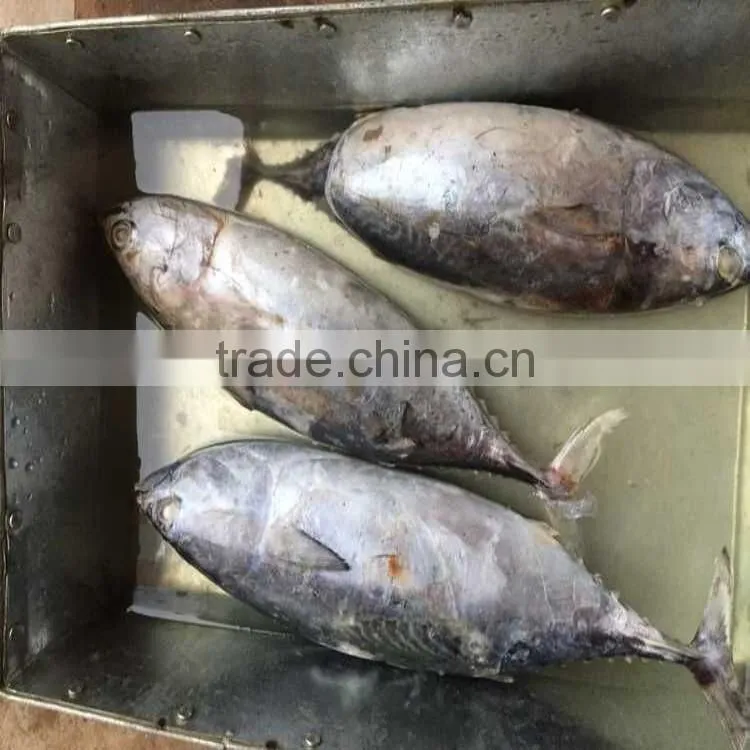 High quality frozen whole round fish bonito