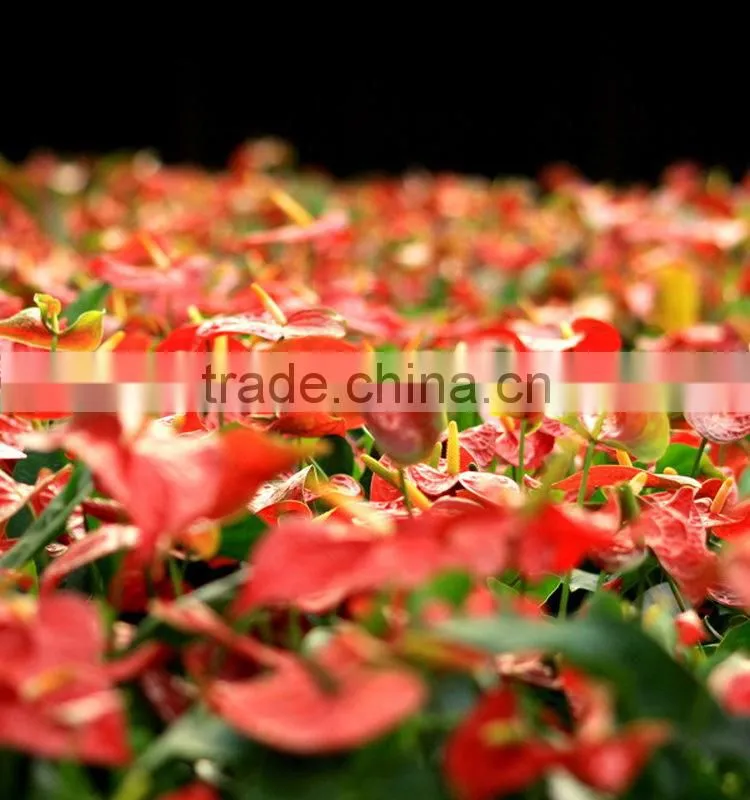 Durable hotsell red anthurium plant