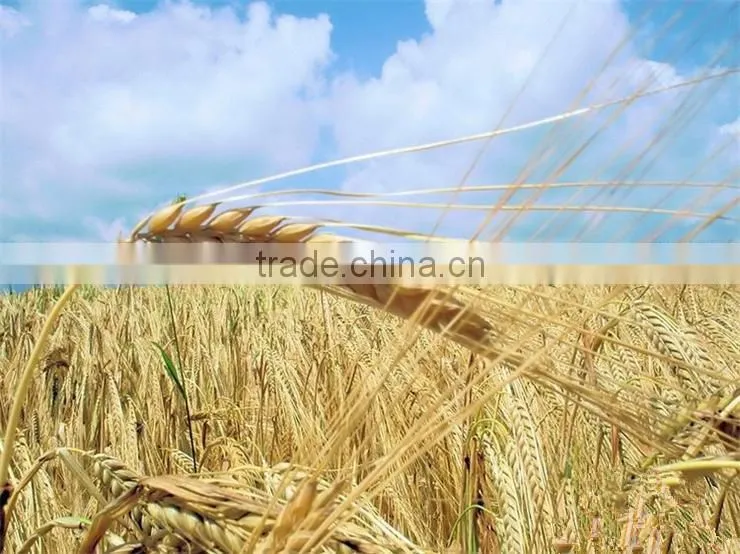 100 Pure and Natural Wheat Sprout Oil