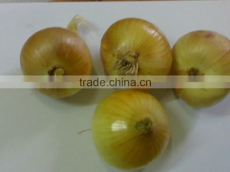 Fresh Onion ( Red - Yellow - White - spring) crops 2014