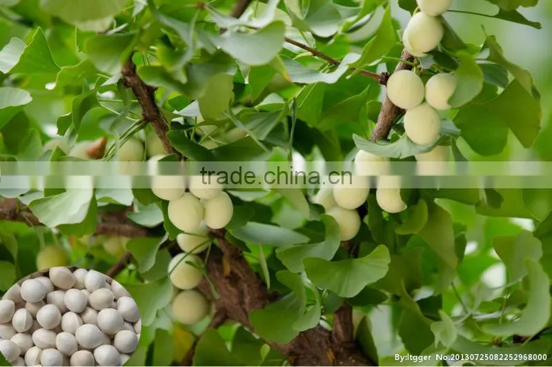 Top Quality Ginkgo seeds Supplier Tree Seeds For Growing