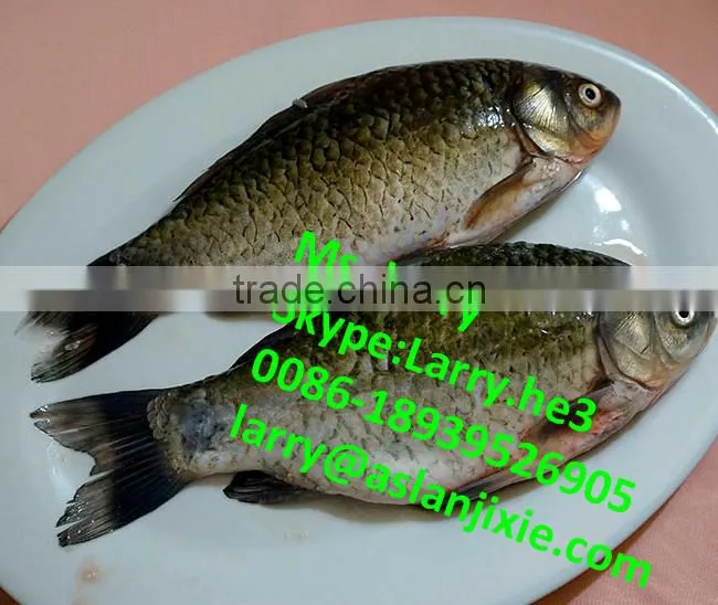 fish descaler/automatic fish fillet machine/fish killing gutting cleaning machine