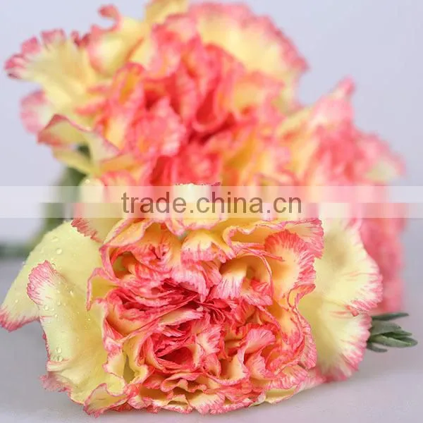 best quality fresh carnation flower with low price