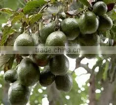 Avocado Seed oil