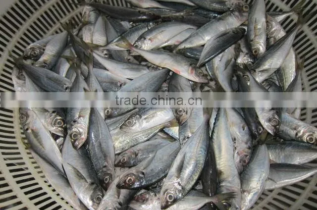 14cm 16cm 18cm 20cm trachurus horse mackerel