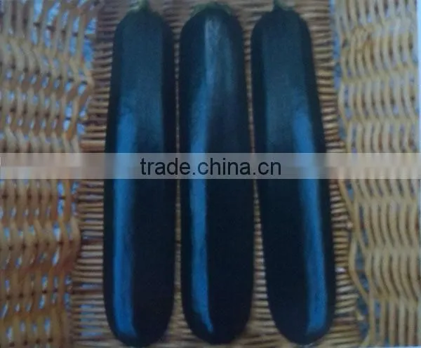 Black Star No.1 Planting hybrid summer squash seeds