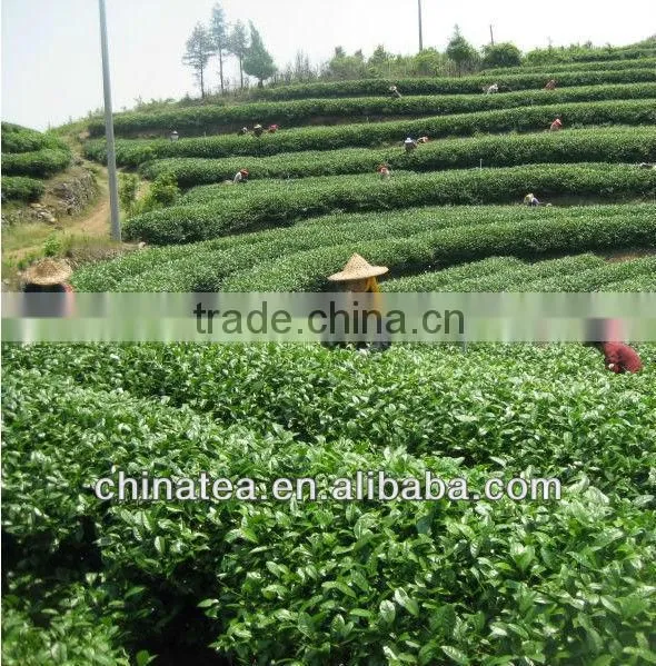 2014 China Organic White Tea Silver Needle