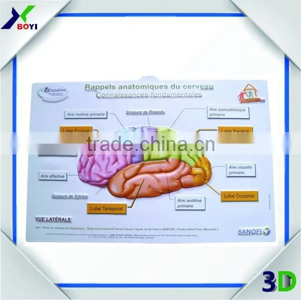 New Designs 3D PVC embossed medical poster