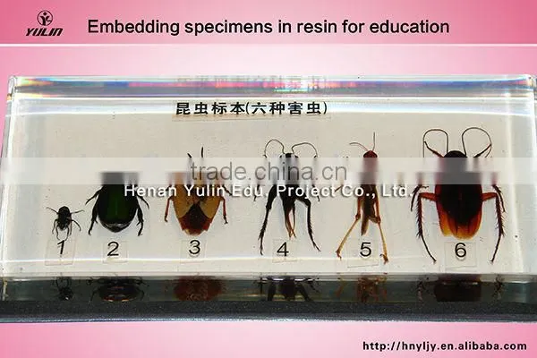 3D primary school standard clam specimen for biology teaching