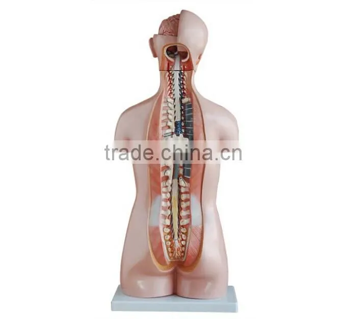 Dual Sex Torso model With open back 17parts