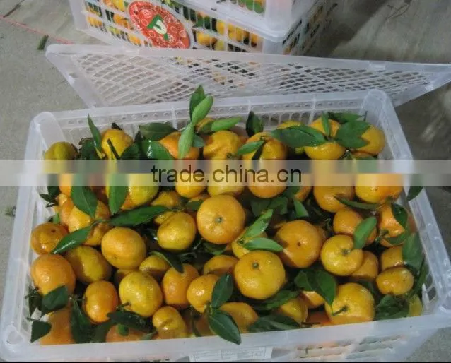2012 shatang orange to quality & cheapest price