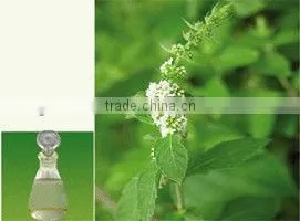 Mentha Piperita Mint Oil