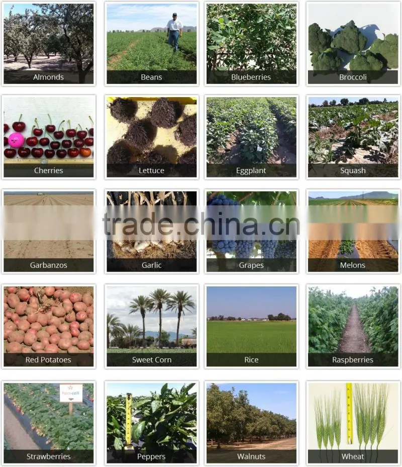 Good Quality 100% Organic Rock Phosphate Available for Plant Health
