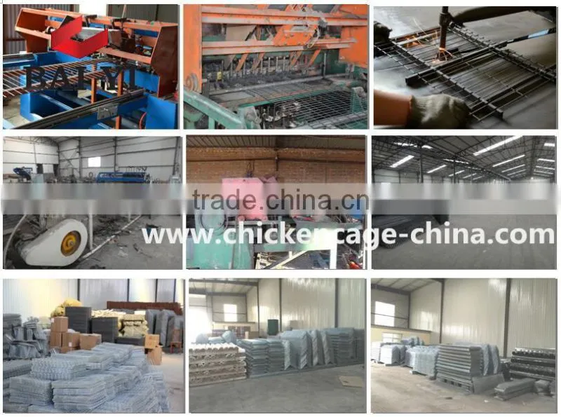 Quail Egg Cage For Quail Egg Production