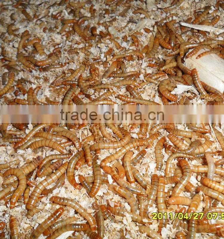 Bird Health Food 2.8 cm Yellow Dried Mealworms