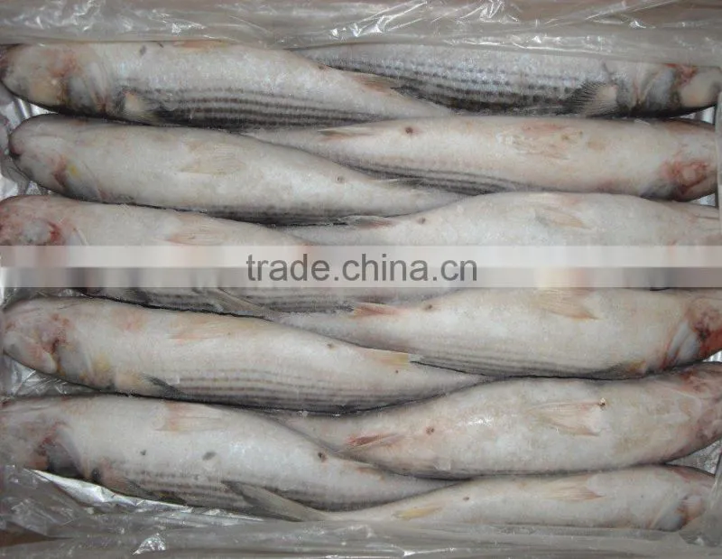 whole round grey mullet