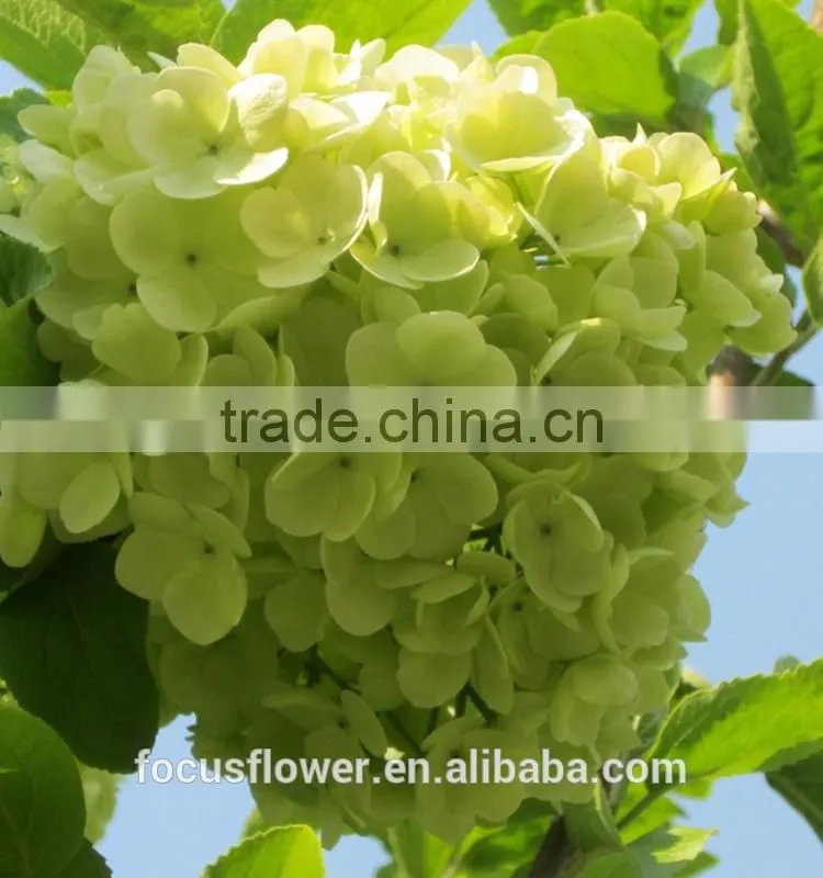 Artificial Green Hydrangea Flowers Trade From Yunnan China