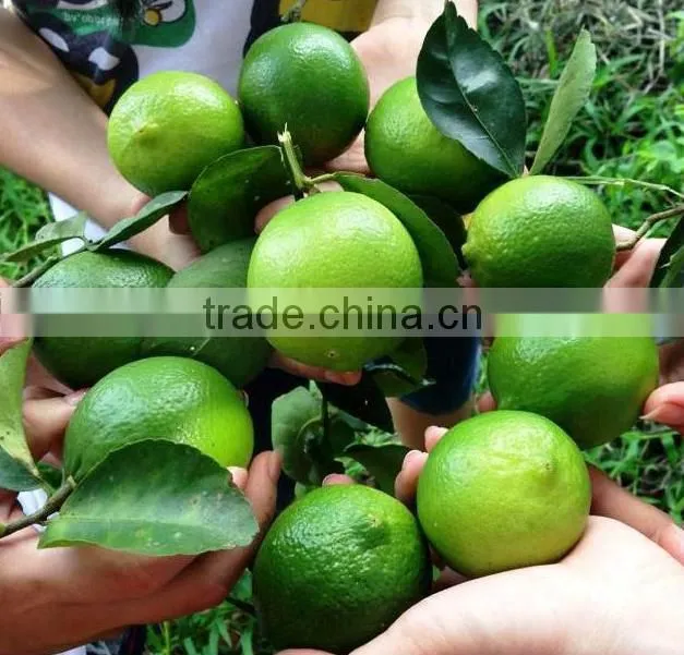 FRESH LEMON & lIME WITH BEST PRICE