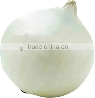 New crop onion