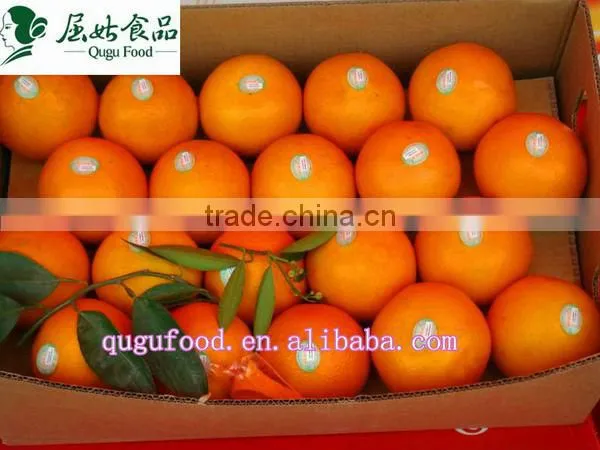 Sweet navel orange 1st class price