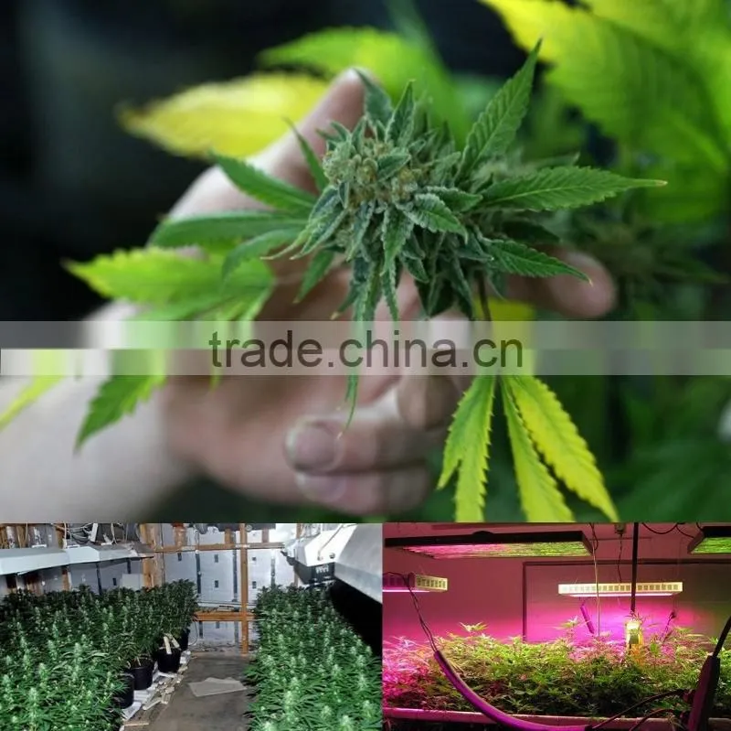 high efficient agricultural led grow light hydroponic led grow lights
