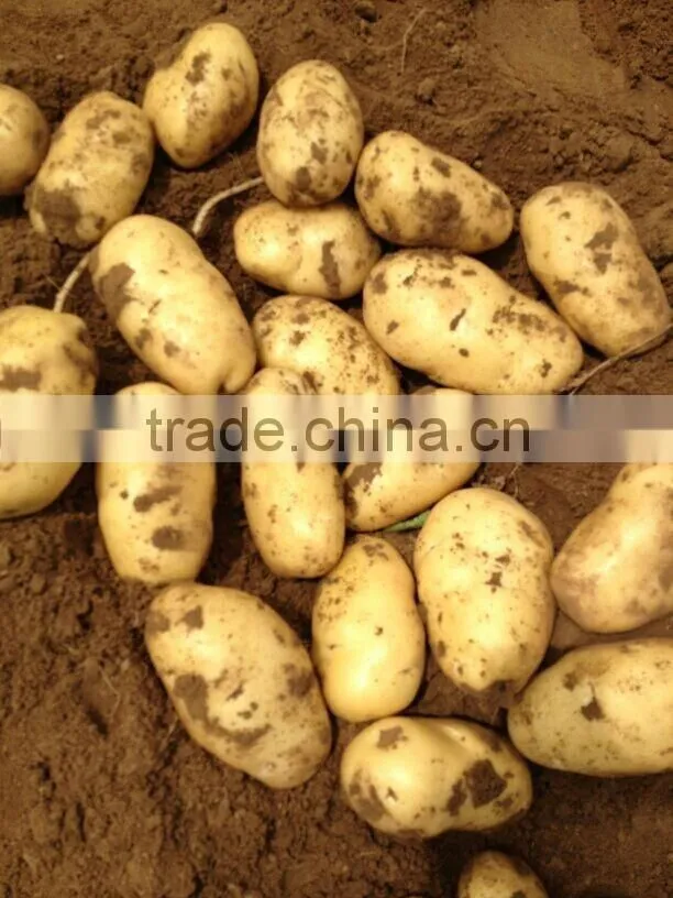 2016 Cheap Price Fresh Holland Potato