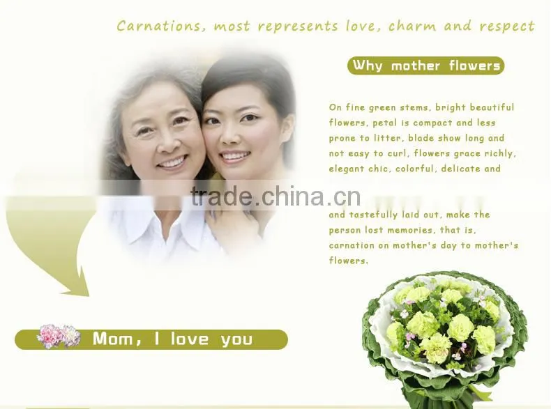 wholesale fresh cut flower of white carnation