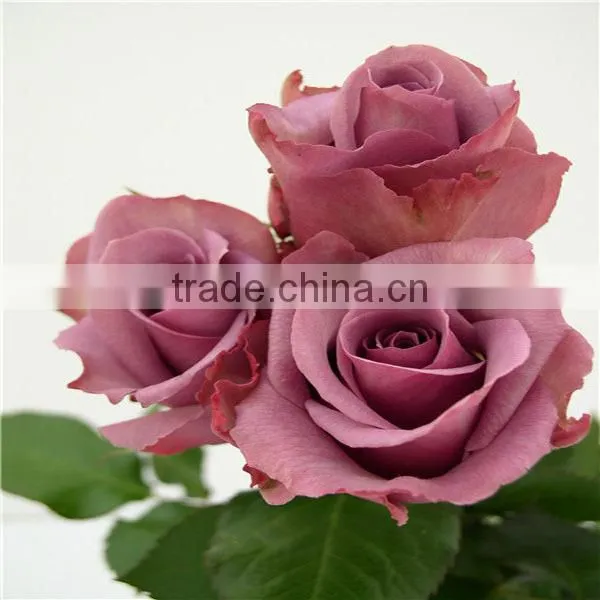 export fresh cut flowers roses from China online