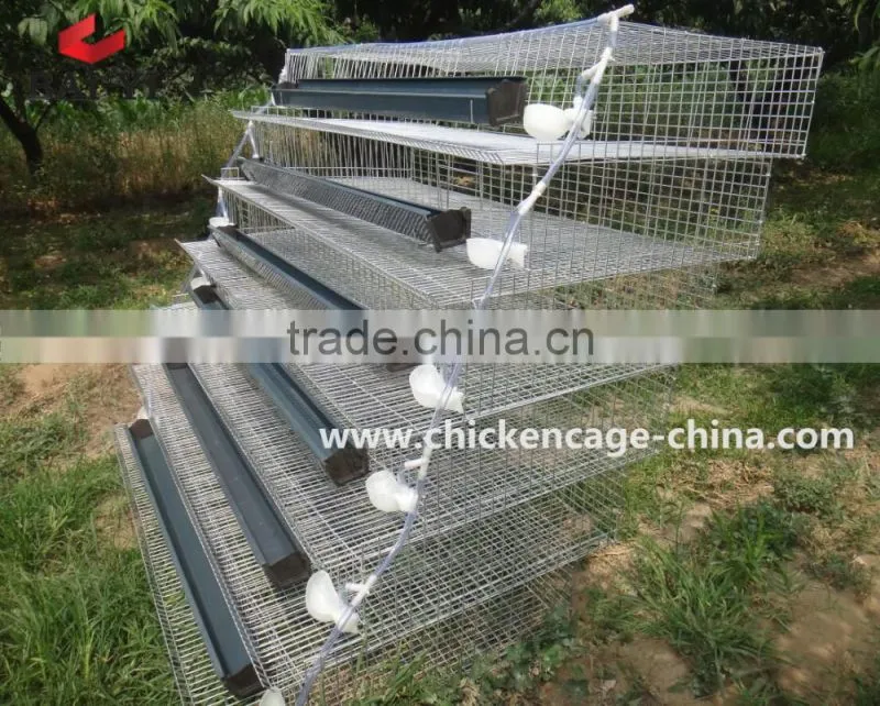 Quail Egg Cage For Quail Egg Production