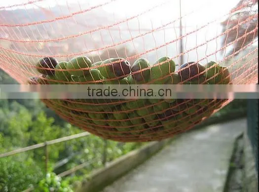 olive tree harvest net