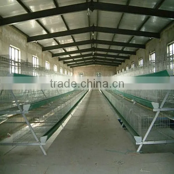 chicken poultry shed