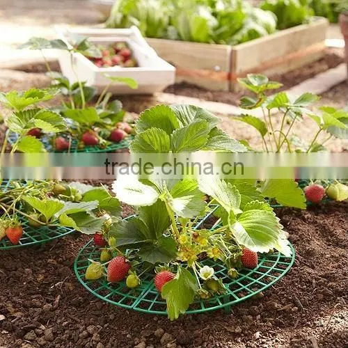 garden strawberry support