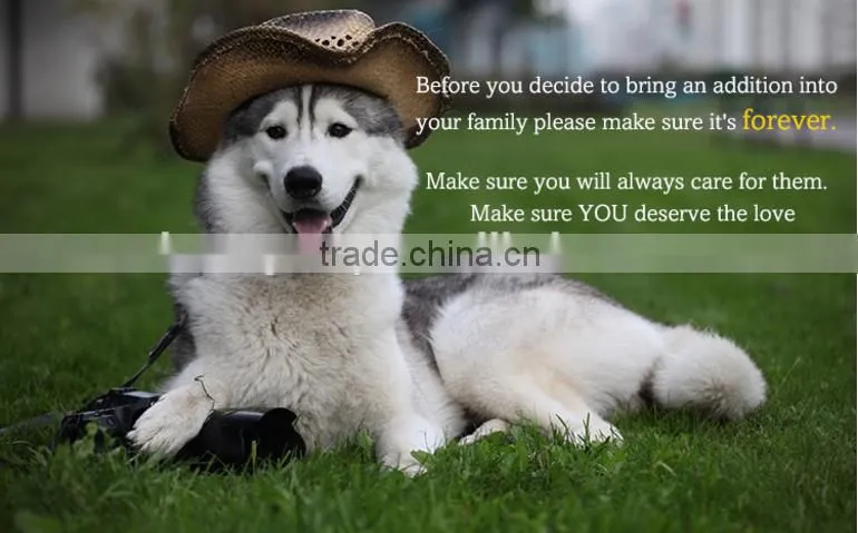 SImple Desig hign end dog harness