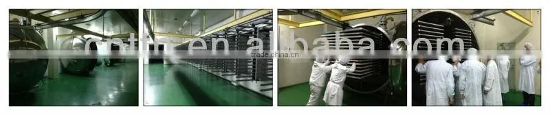 TTN thailand freeze dried fruit freeze dried mango powder