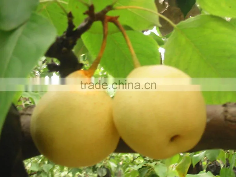 New crop of fresh ya pear for bulk purchase