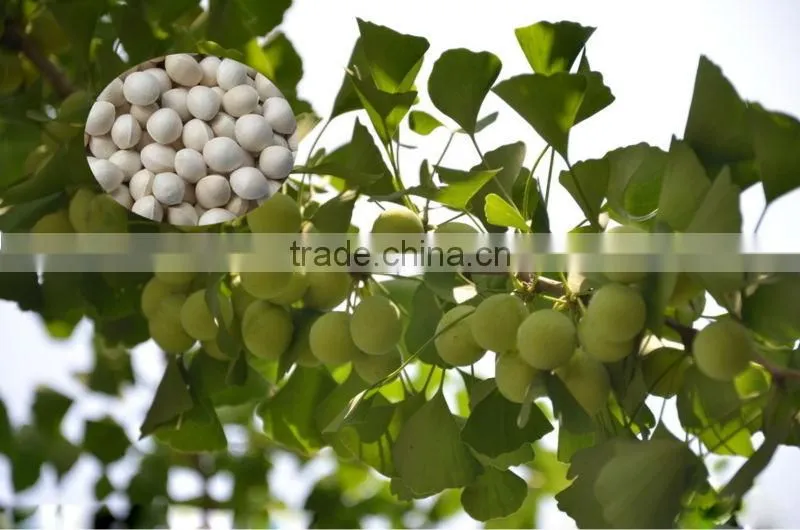 Top Quality Ginkgo seeds Supplier Tree Seeds For Growing