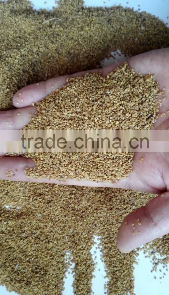 Goji berry seeds for planting