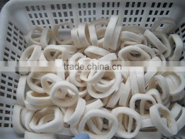 Common squid