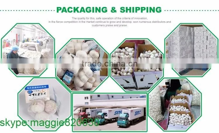 Best price of single clove garlic for wholesale