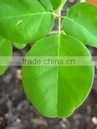 BUY Natural & Pure Moringa Oil / Moringa Seed Oil