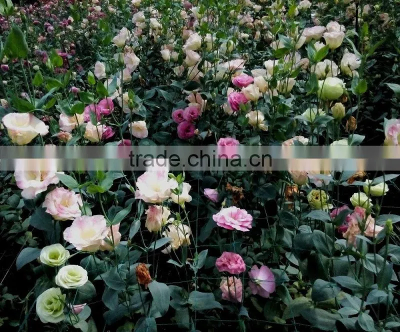 Professional High Quality Fresh Cut Flowers Multicolor Eustoma Flower Bulk Sale From Yunnan,China