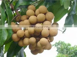 new type automatic multifunctional dates sorting machine