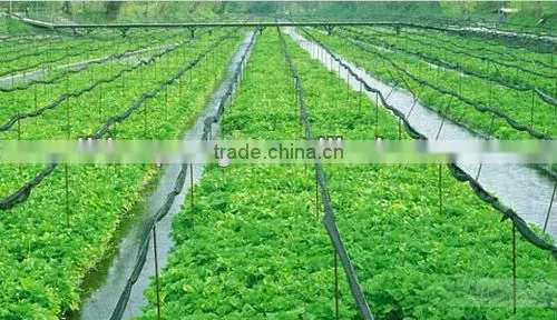 High quality guaranteed 150g wasabi paste with wasabi leaf OEM available