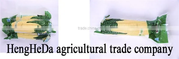 china supplier as gift for child yellow waxy corn