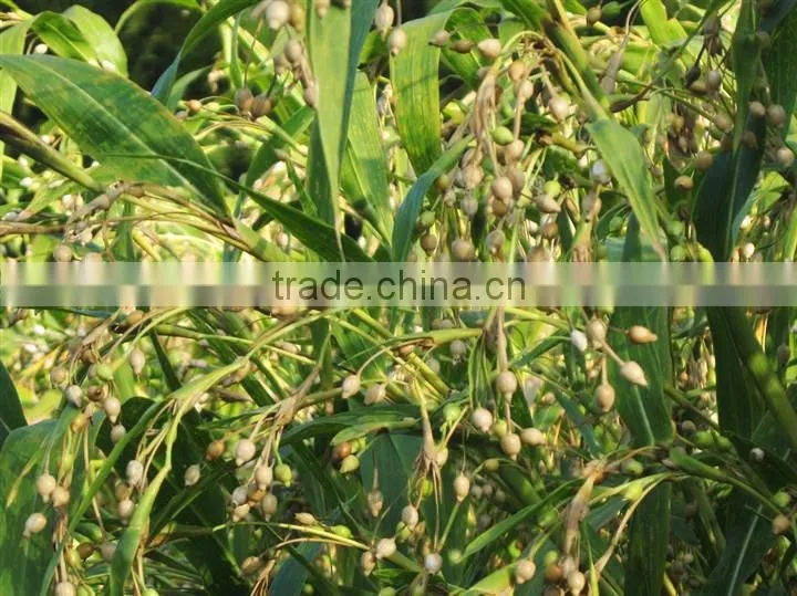 100%Pure and Natural Barley Essential Oil,Chinese Barley Essential Oil