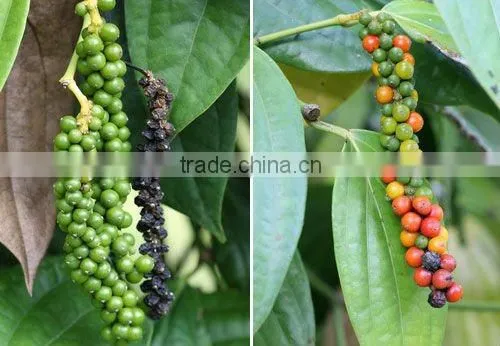 Black Pepper Oleoresin
