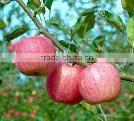 fuji apples Fresh Fuji Apple